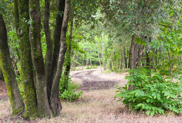 Pathway in the forest