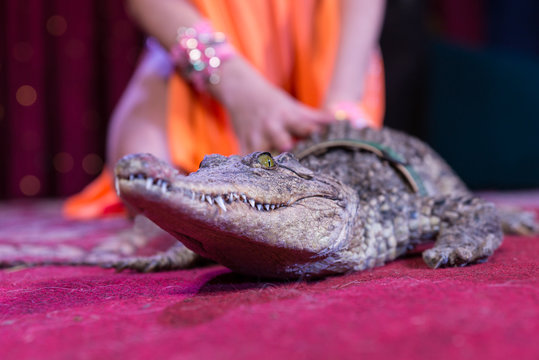 Close Up Of Small Alligator On Stage