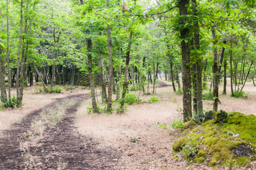 Pathway in the forest