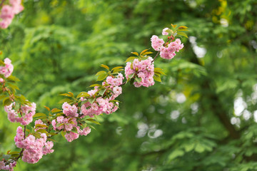 Pink cherry blossoms against a green leaves 