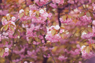 Beautiful pink cherry blossom flower at full bloom. Sakura