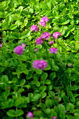 kwiaty trawy ozdobnej  © agnes78