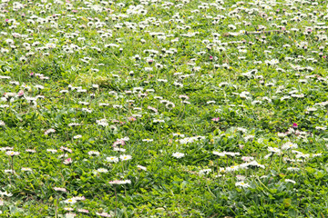 Spring meadow with daisy's