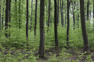 das Innere des Laubwaldes