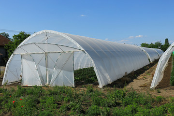 A shot of tomato plants growing inside a greenhouse