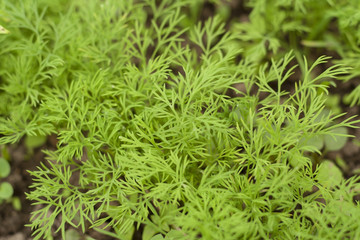 dill growing on the vegetable bed