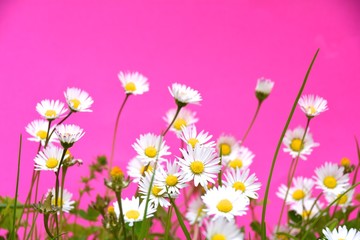 Obraz na płótnie Canvas Glückwunschkarte - Gänseblümchen vor Hintergrund in pink