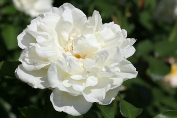 White rose