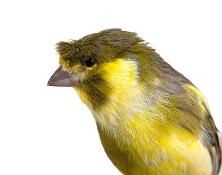 Cute Canary Bird