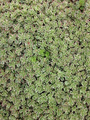 小さな多肉植物の葉