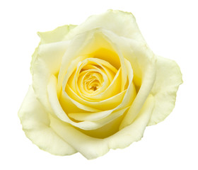 Fototapeta premium pale yellow rose