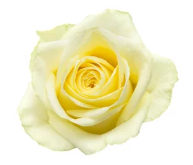 Poster de jardin Roses pale yellow rose