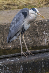 Graureiher (Ardea cinerea)