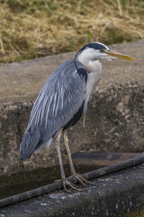 Graureiher (Ardea cinerea)