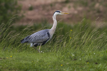 Graureiher (Ardea cinerea)