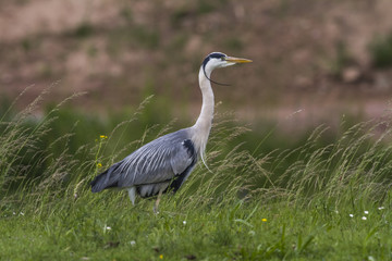 Graureiher (Ardea cinerea)
