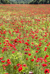 Obraz premium Common poppy flowers, Papaver rhoeas