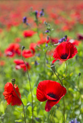 Common poppy flowers, Papaver rhoeas