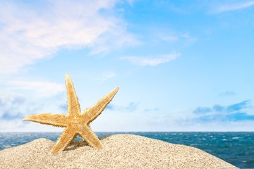 Fototapeta na wymiar Beach, starfish, caribbean.