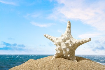 Beach, starfish, caribbean.