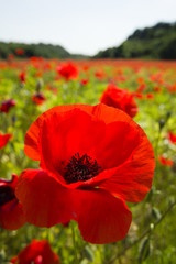 Common poppy flowers, Papaver rhoeas