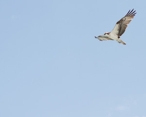 Osprey In Flight