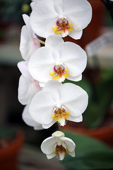 Fototapeta na wymiar Orchid Flowers