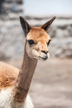 Cheerful adorable vicunia looking at the camera, Peru