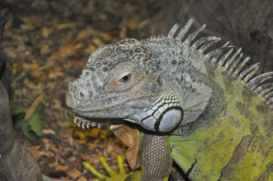 Iguana portrait