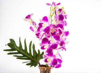 Naklejka premium vanda orchid on white background