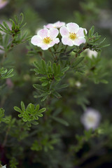 Potentilla Bush