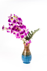 vanda orchid on white background