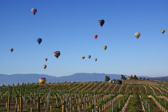 Fototapeta Balloon and Wine Festival in Temecula, California