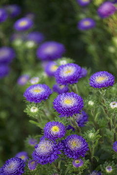 Fototapeta Flower - Callistephus - Bonita - Light Blue - SM8-200