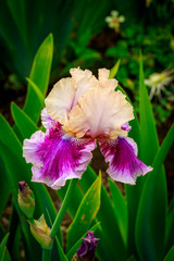 Bearded Iris Flower