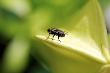 Fly on a flowers
