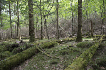 Mountain moss is growing