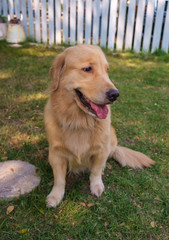 Lovely Golden Retriever