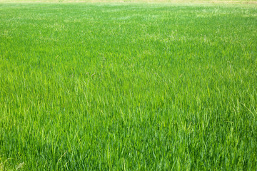 Background of a green grass