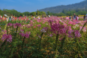 Obraz premium Flower in Spring