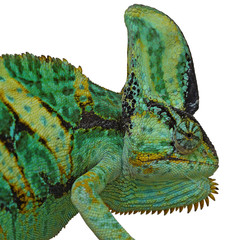 chameleon or calyptratus  on white background