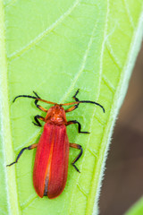 Red bug on green leaf