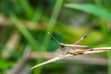 Grasshopper on branch