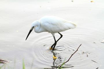 white egret at the lake