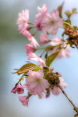 Japanese cherry blossoms