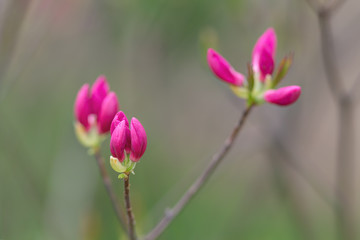 start blooming rhododendron