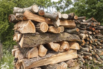 chopped firewood for the winter, the wood of the plum tree