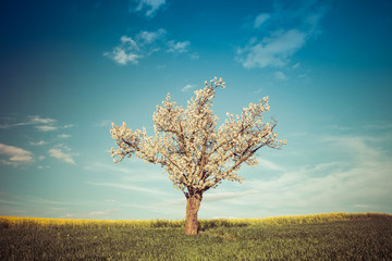 Fototapeta na wymiar Vintage style image of field, tree and blue sky
