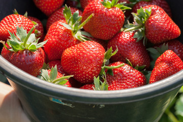 Fresh ripe strawberry in bucket.