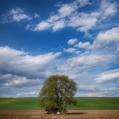 Big tree over blue sky